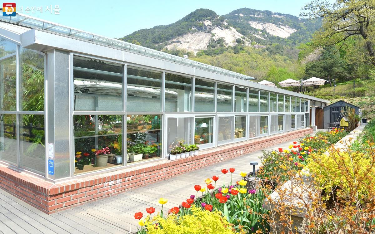 노원정원지원센터에 찬란한 봄꽃 향연이 시작됐다. ©이봉덕 