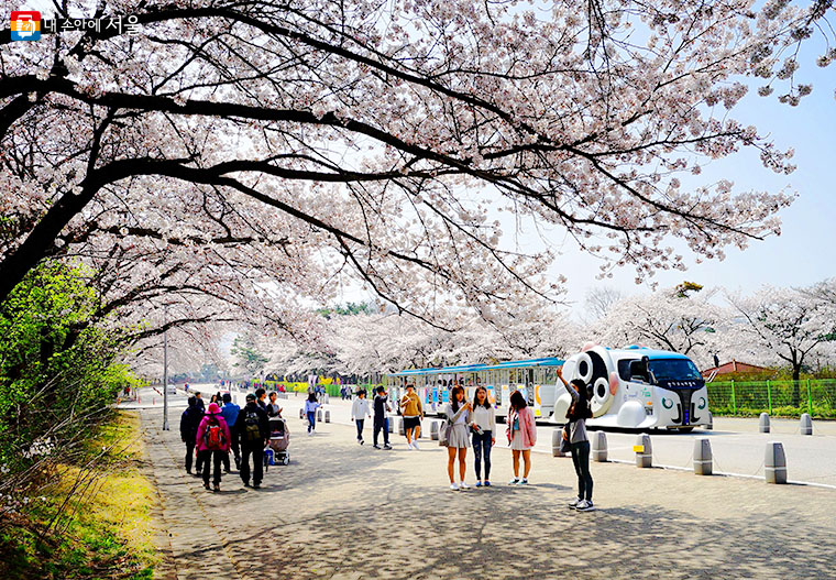 서울대공원의 호수 둘레길, 동물원, 청계산 자락 등에 2,000여 그루의 다양한 벚꽃을 즐길 수 있다.