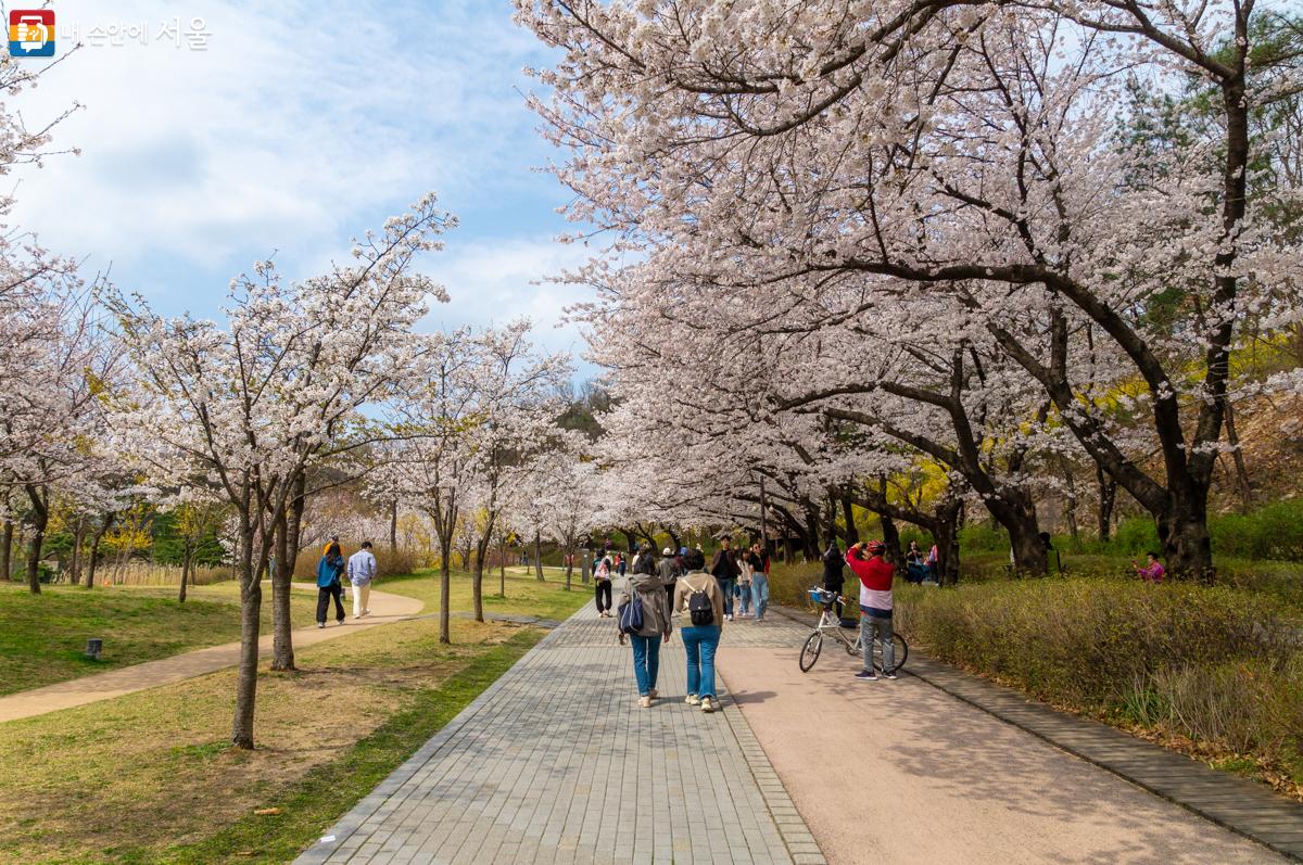 벚꽃이 만개한 북서울꿈의숲 ⓒ이병문