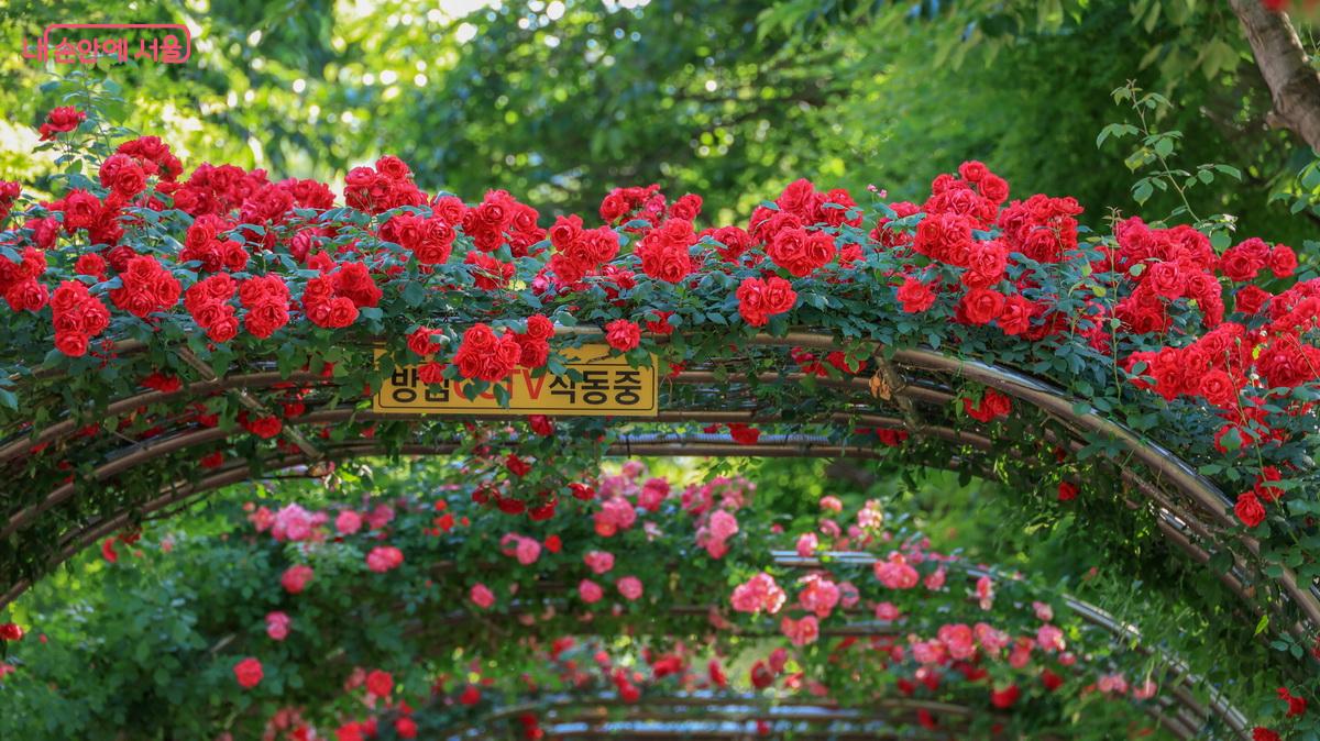 장미터널 입구에 들어서자 화려한 꽃들이 눈을 행복하게 해 준다. ©박성환