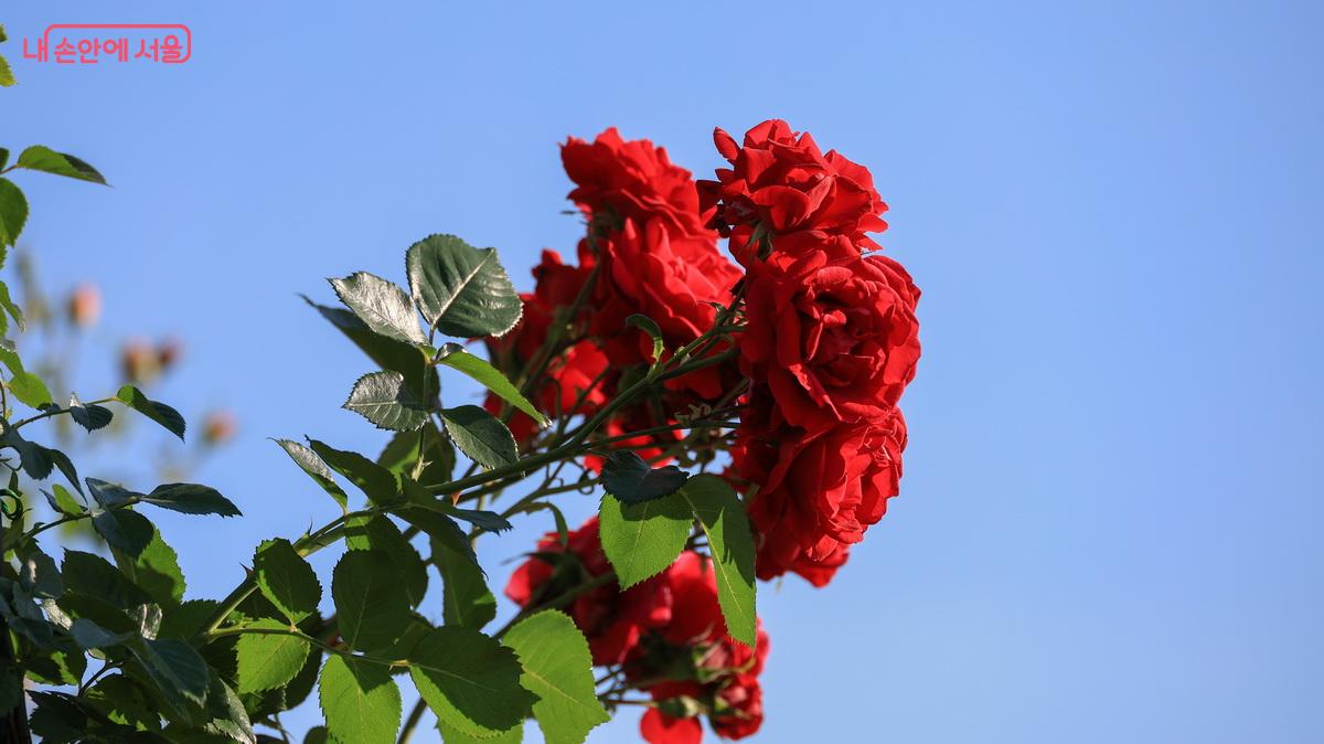 푸른 하늘에 붉은 장미가 멋진 수를 놓았다. ©박성환