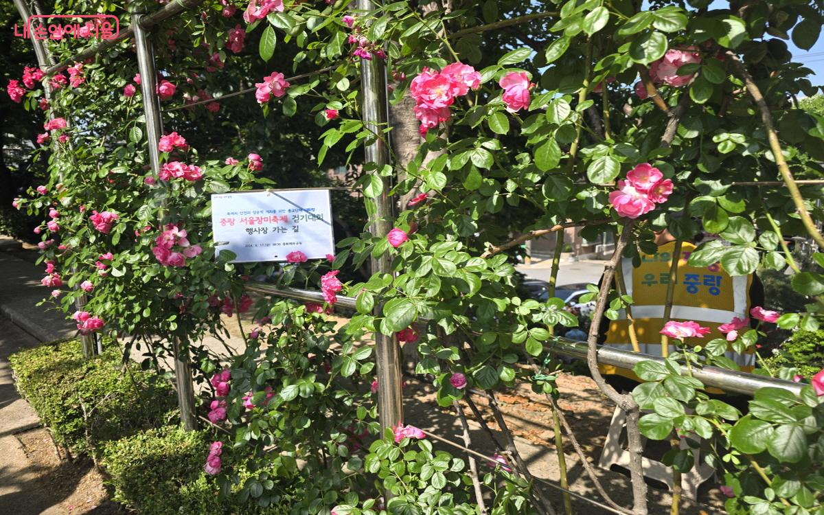 '서울에서 가장 예쁜 축제'라는 명성에 걸맞게 1,000만 송이의 장미를 심은 중랑구 '서울장미축제' ©염지연