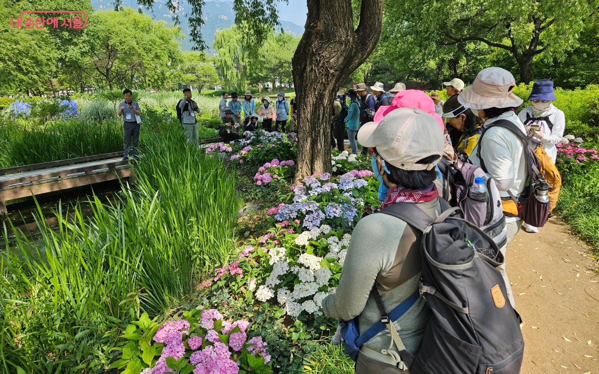 창포원에 조성된 '서울둘레길 정원'에서 수국에 대한 설명을 들었다. ©김준범