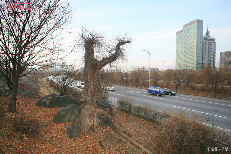 올림픽대로변 신길1동에 있는 귀신바위와 느티나무 (사진출처: 영등포구청) 