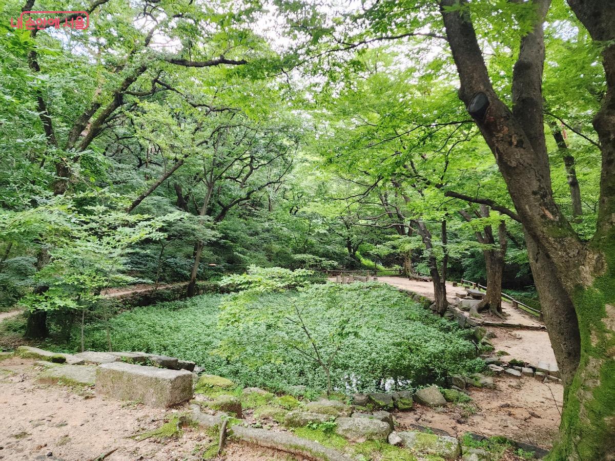 고마리풀이 한가득 피어 있는 연못의 모습도 장관이다. ©김은주