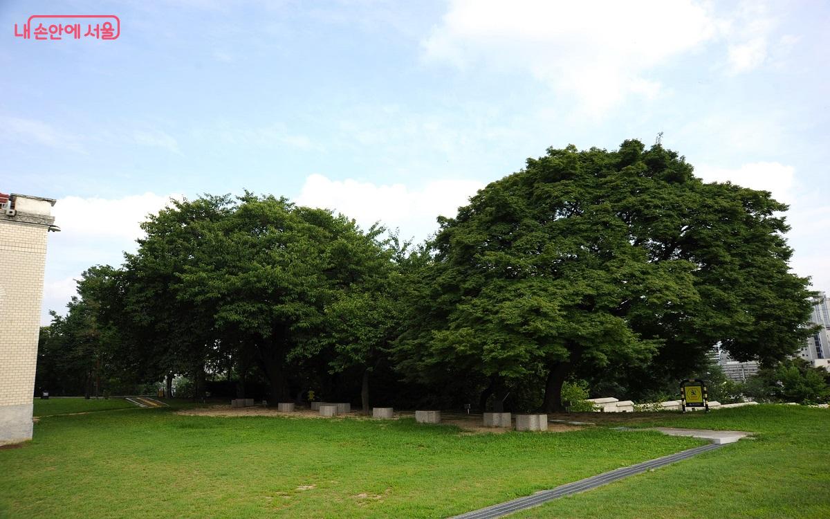 서울기상관측소 마당, 표준관측나무로 삼는 왕벚나무와 단풍나무 계절 관측목 ©조수봉