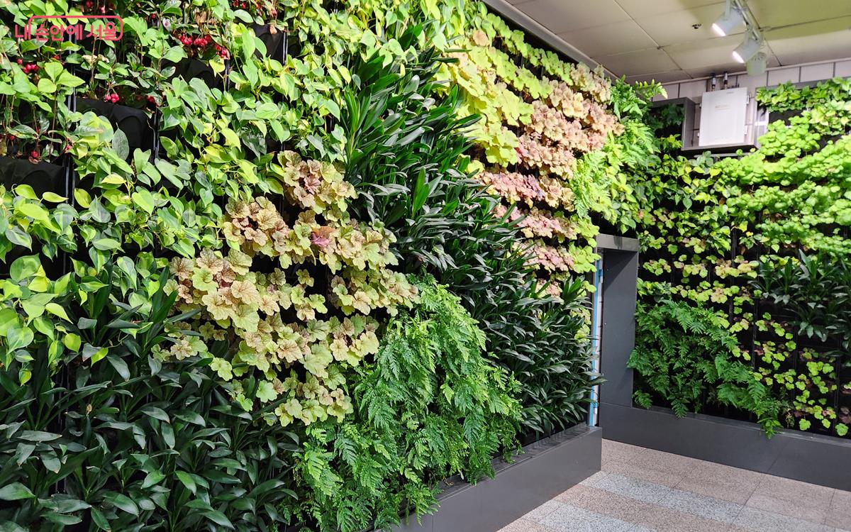 벽면에 수직정원을 설치해 식물을 눈높이에서 감상할 수 있다. ⓒ김미선