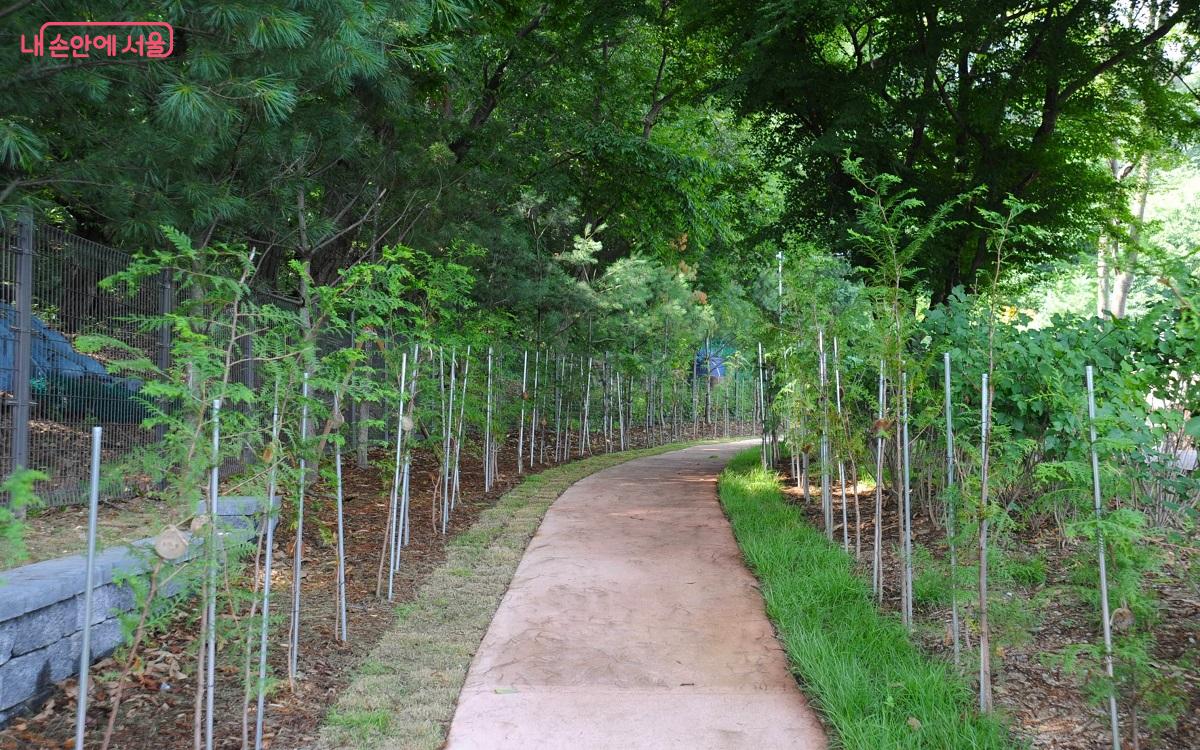 편백나무길은 센터가 위치한 무수골 생태치유공원의 ‘산책로’가 된다. ©조수봉