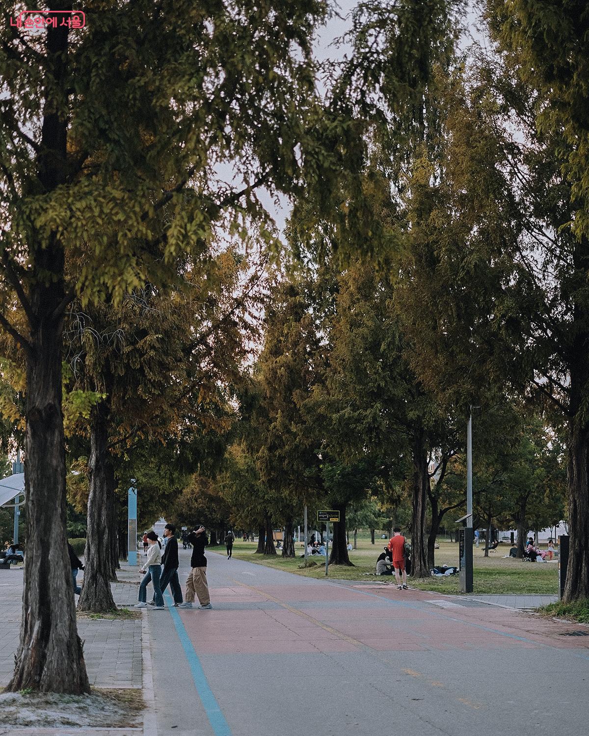 금싸라기가 쏟아지는 것처럼 황금빛으로 물든 나무들이 반겨주는 뚝섬한강공원 메타세쿼이아 길 ©김아름