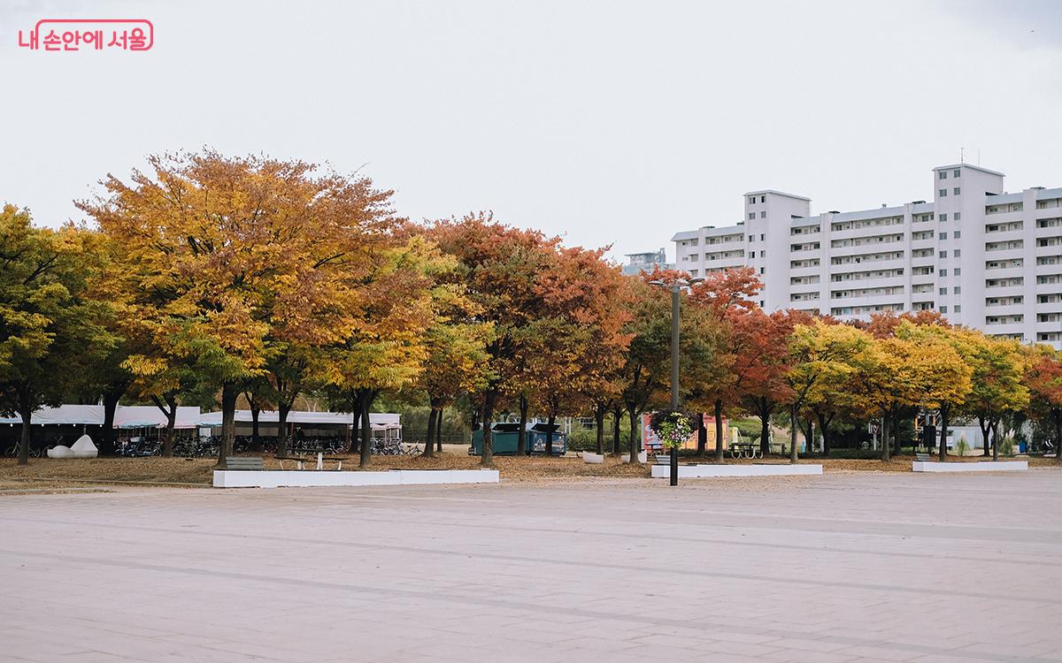 여의도한강공원 이벤트광장 앞, 고운 색채의 옷을 입은 나무들©김아름