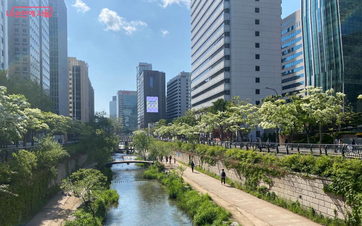 명품 가로수길로 선정된 청계천 이팝나무길 ⓒ산림청