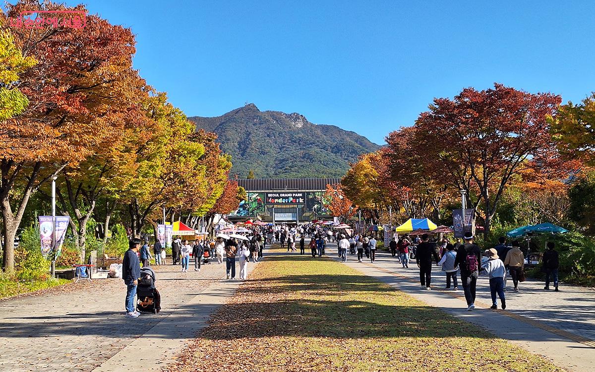 서울대공원 만남의 광장 전시 공간으로 이어지는 길이 단풍으로 물들었다. ©이혜숙