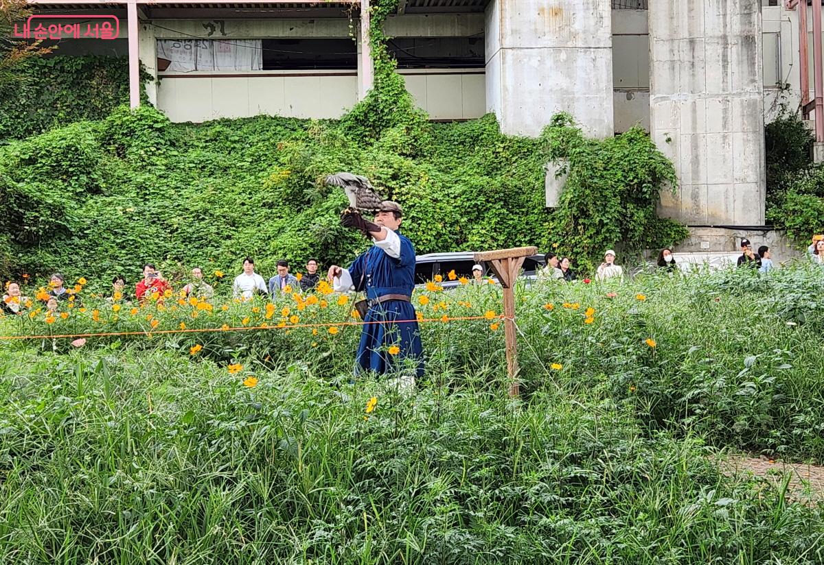 무형문화재 박용순 응사(매사냥꾼)가 매사냥 시연을 위해 매를 관람객들에게 보여주고 있다. ⓒ조시승