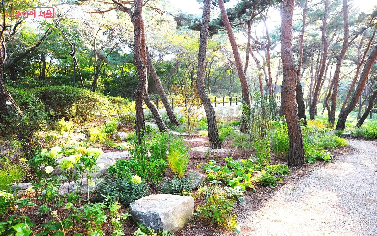 순환로 입구 소나무 단지에 조성된 백종현 작가의 ‘야생화원’ ©조수봉