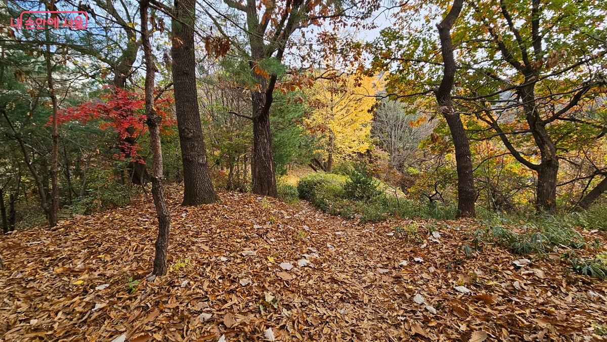 서울둘레길 17코스는 늦가을 두터운 낙엽길을 선보인다. Ⓒ최용수