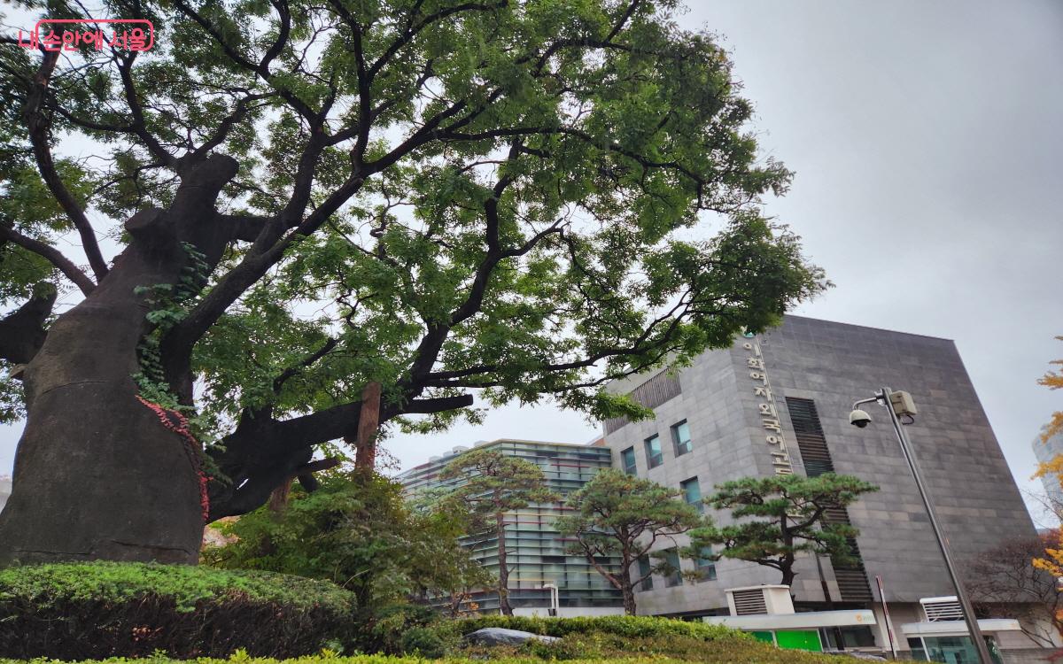 농협중앙회 앞마당에 있는 회화나무는 500여 년의 역사를 가진 오래된 나무다. ⓒ윤혜숙