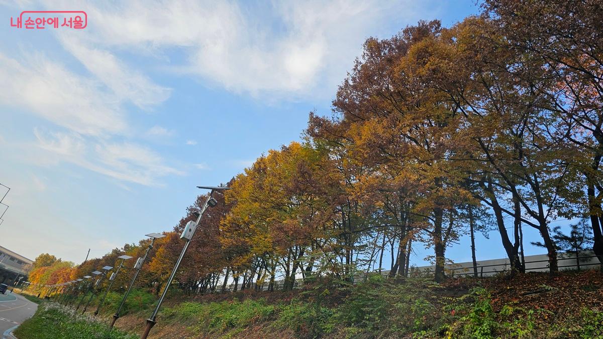 반포천 산책길에서 올려다본 허밍웨이길 단풍 모습 ©최용수