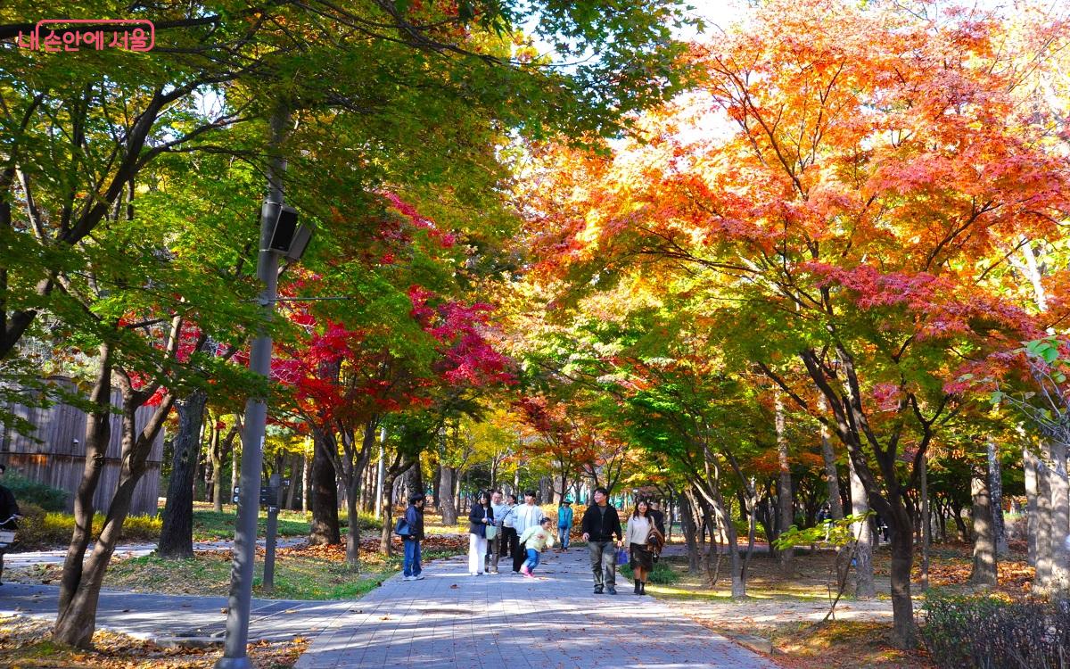  ‘매헌시민의 숲’ 산책로에는 은행나무, 느티나무, 단풍나무들이 주종을 이룬다. ©조수봉