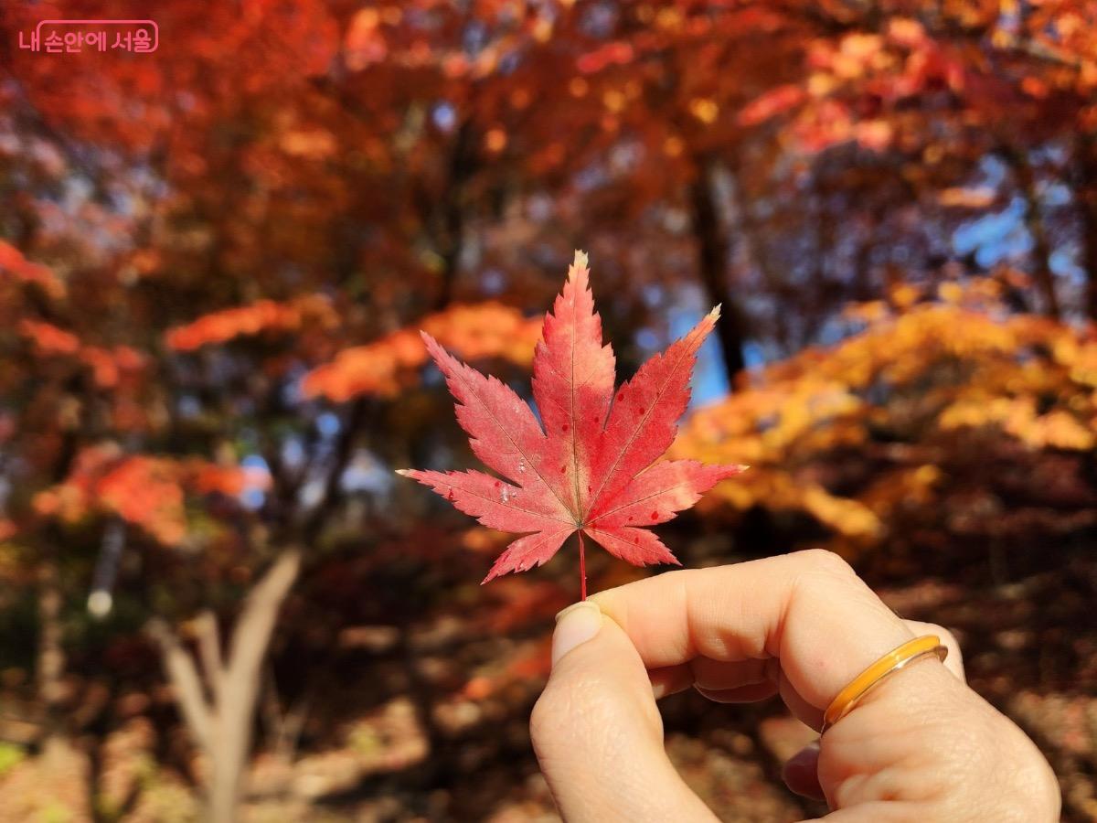 빨간 단풍이 특히 아름다운 고려대학교 안암캠퍼스 ©김은주