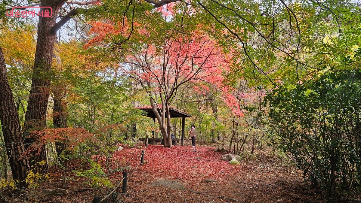 서울둘레길 17코스 선림사 옆 단풍나무 군락지. 이곳은 지금 가을이 절정이다. Ⓒ최용수