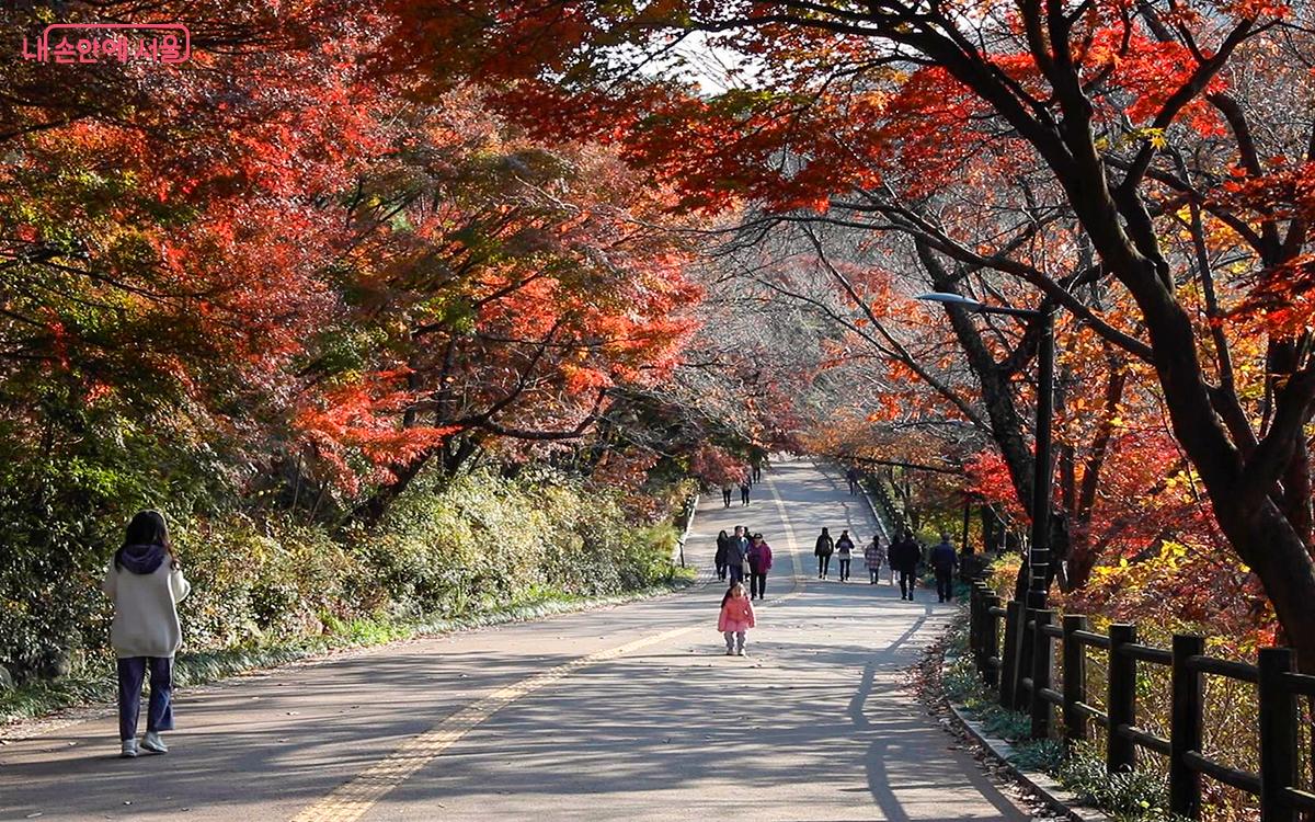 올해 본 단풍 중에서 남산에서 본 것이 최고였다. ©문청야