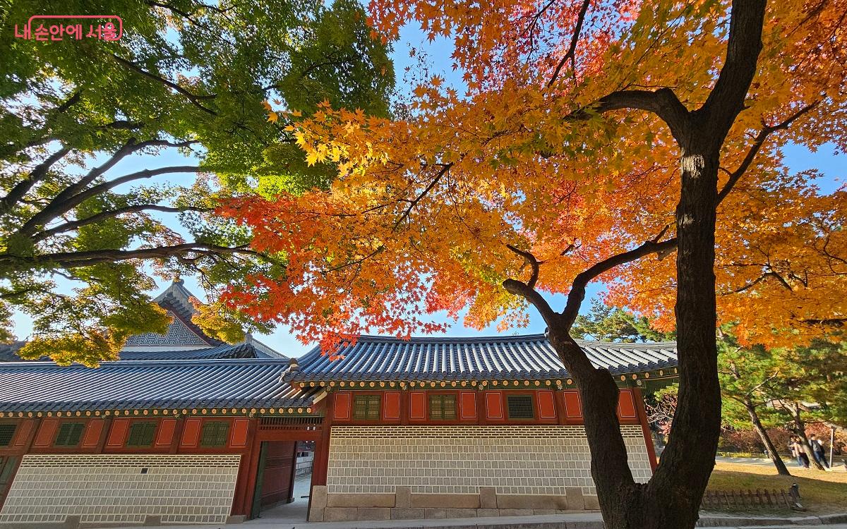 함녕전 외부에서 연두빛, 노란빛, 주황빛 단풍을 한 장의 사진에 담을 수 있다. ⓒ권연주