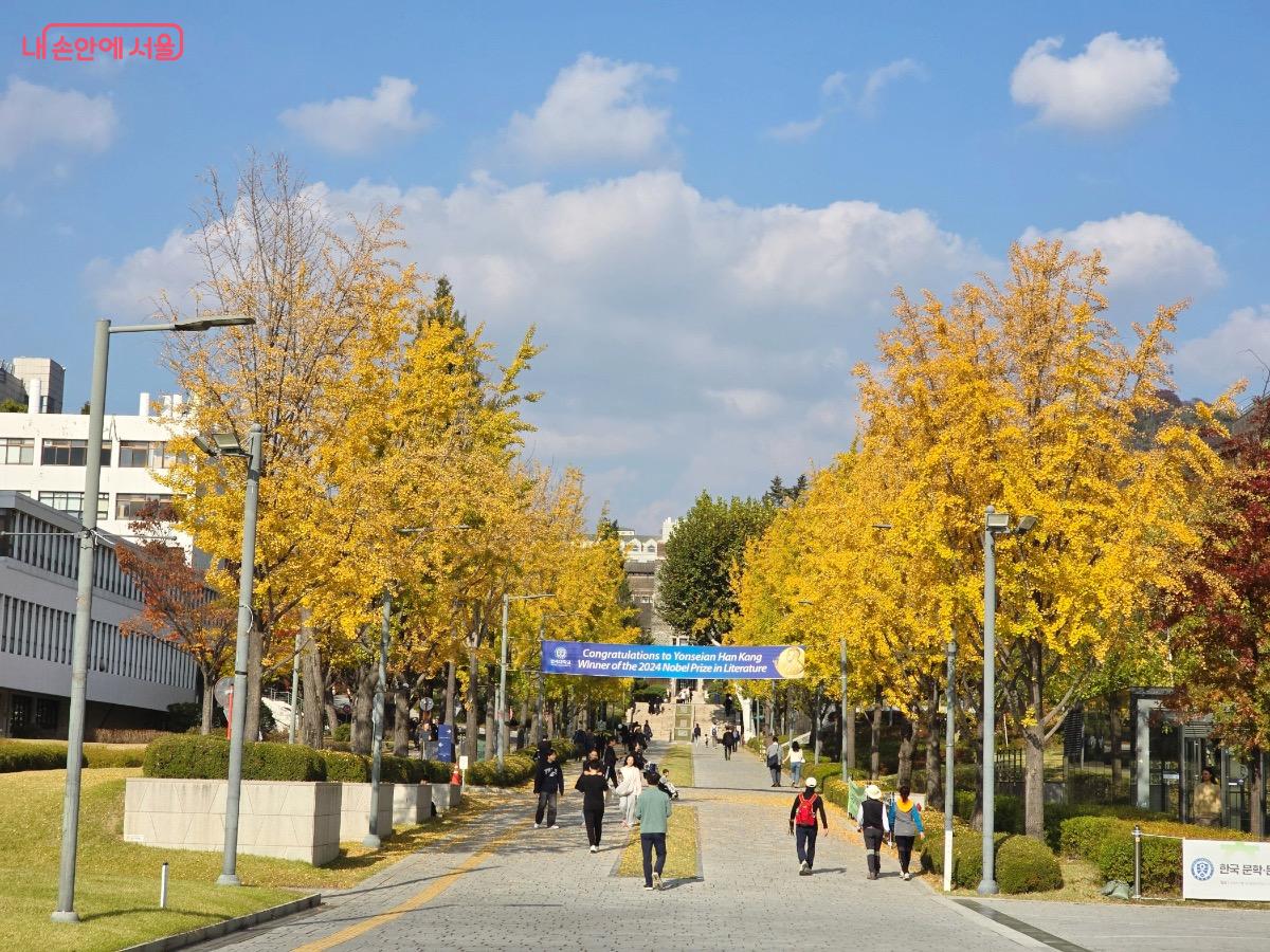 연세대학교 신촌 교정이 노란 은행나무 단풍으로 물들었다. ©김은주