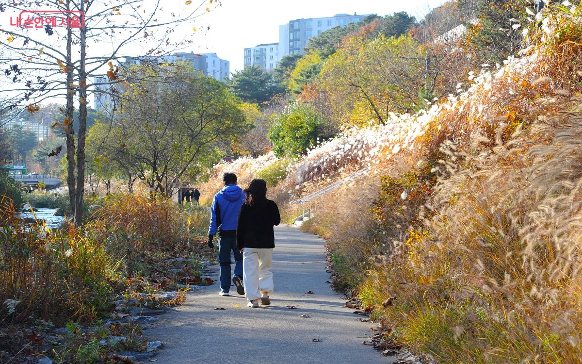 단풍, 낙엽과 함께 무성한 갈대가 가을의 정취를 더해주는 세곡천 산책길 ⓒ조수봉  