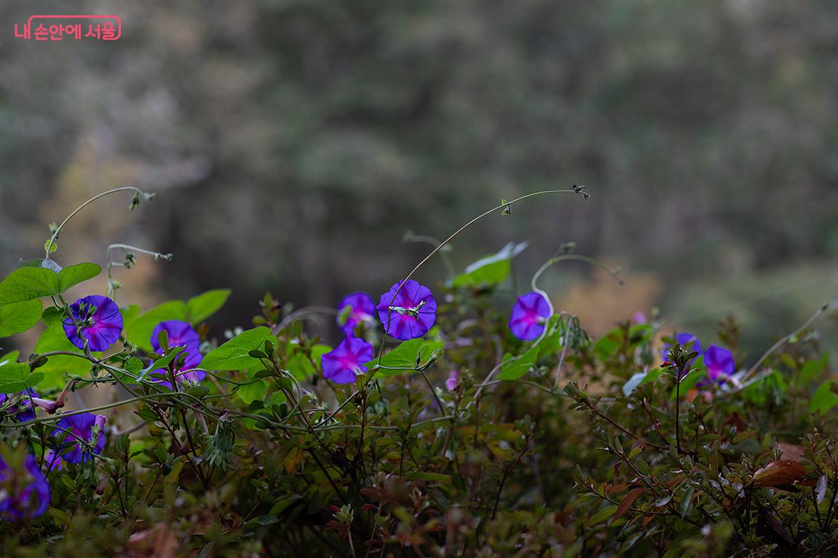 양천둘레길 안양천 구간의 산책길에 피어 있는 나팔꽃이 시선을 사로잡는다. ©문청야