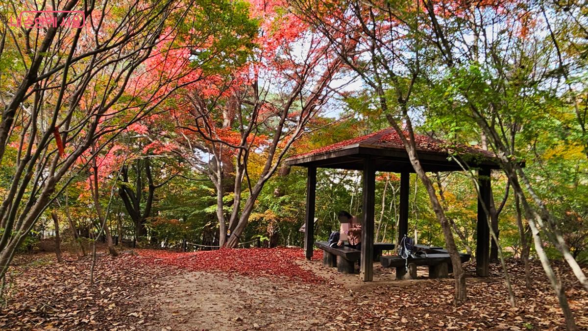 선림사 옆 단풍나무 군락지에 늦가을 단풍 나들이를 나온 시민 Ⓒ최용수