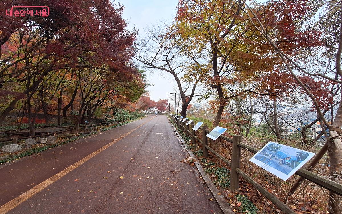 '남산둘레길 갤러리'을 따라 늘어선 나무들에서 늦가을의 풍취가 느껴진다. ©이혜숙