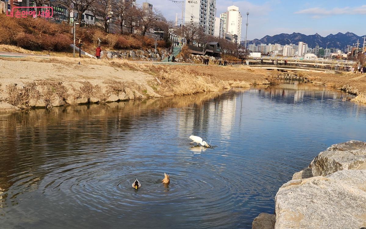 사람이 가까이 다가가도 도망가지 않고, 먹이 사냥에만 집중한다. ©김미선