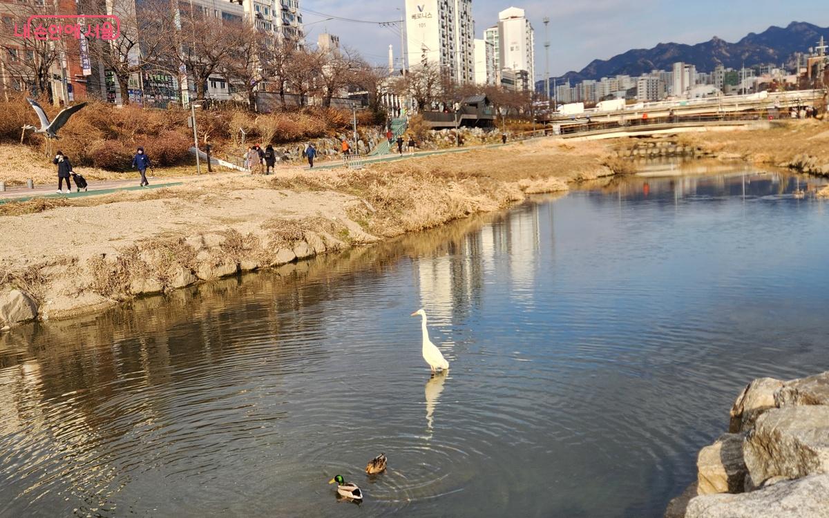 여유롭게 먹이를 찾는 백로와 청둥오리가 유유히 물속을 거닌다. ©김미선