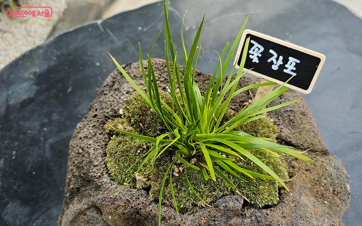 '꽃장포'는 주로 한국 북부 지방에 분포하는 여러해살이풀로 꽃바위창포라고도 한다. ©이혜숙