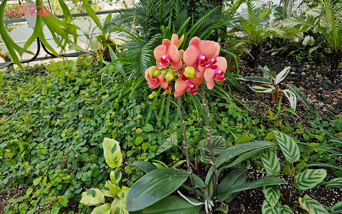 '팔레놉시스 아마빌리스'는 우리나라에서 호접란으로도 불리는 열대식물이다. ©이혜숙