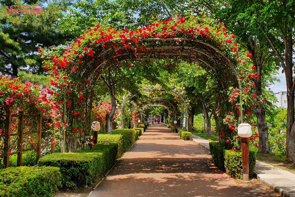 '중랑 서울장미축제'는 국내 최대 규모의 장미 정원을 자랑한다. 사진은 지난해 사진. ©김미선