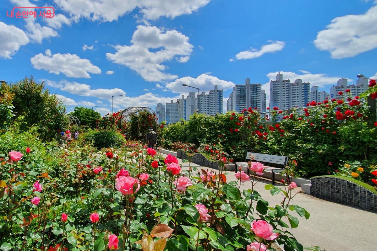 삭막했던 제방은 오랜 시간이 지나 꽃향기 가득한 공원이 됐다. 사진은 지난해 사진. ©김미선