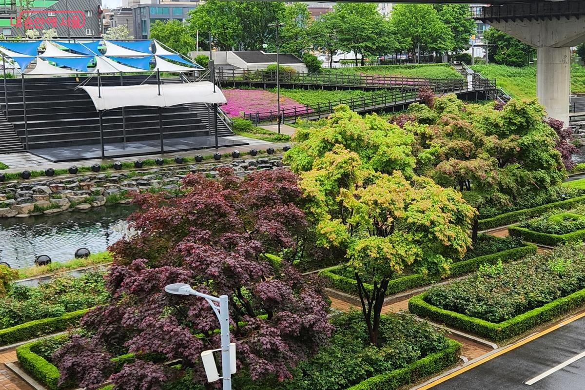 묵동천변에는 장미가 가득이고, 꽃잔디도 아름다운 풍경을 만들어 줄 것이다. ©김미선