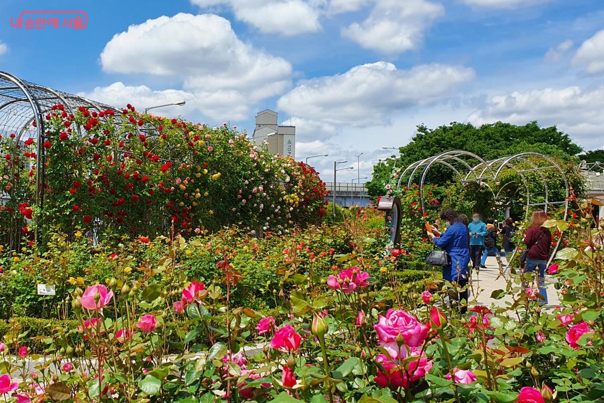 일주일 뒤 형형색색 흐드러지게 만개할 장미꽃을 상상한다. ©김미선