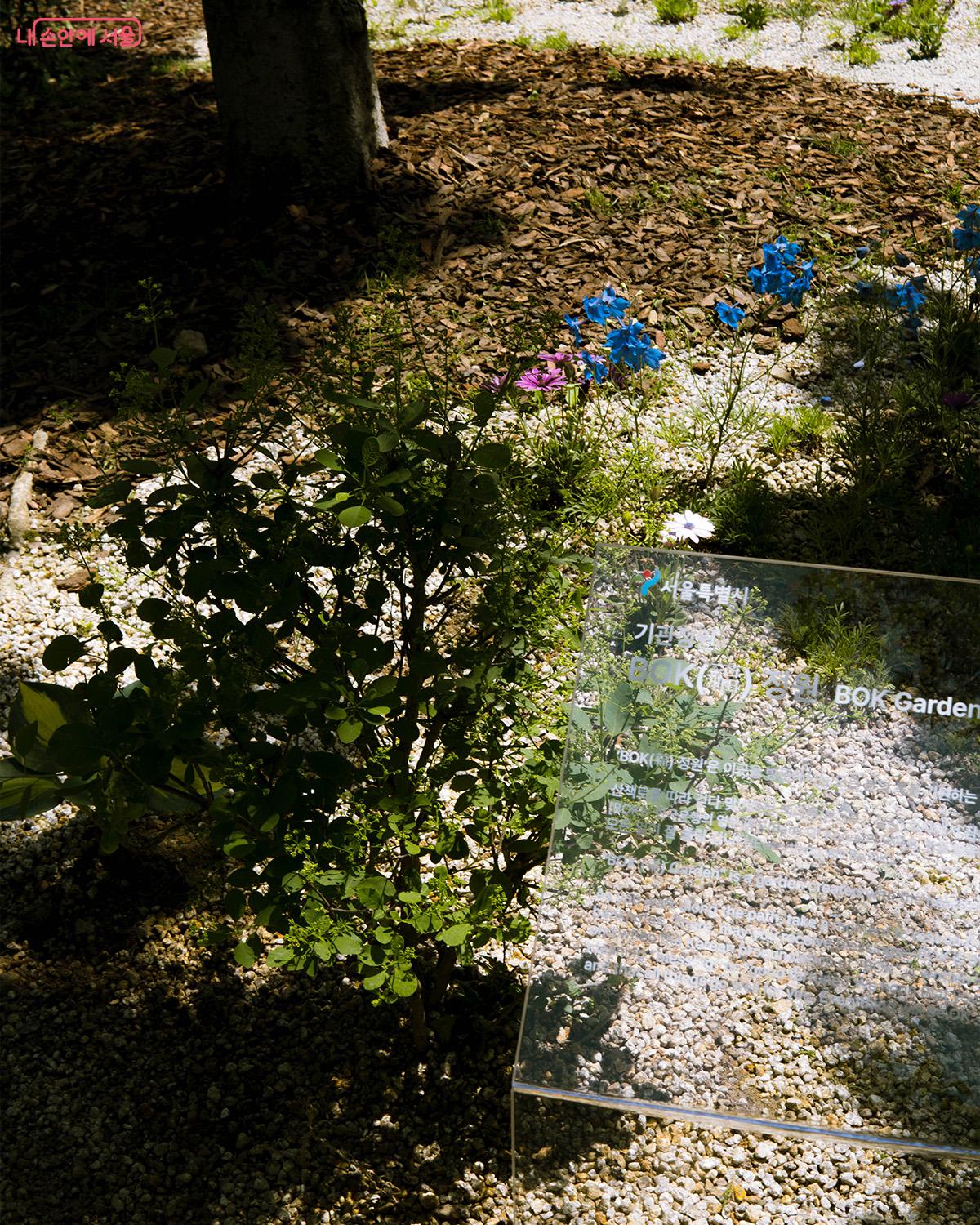 기업 정원 내 피어난 꽃 Ⓒ최승훈