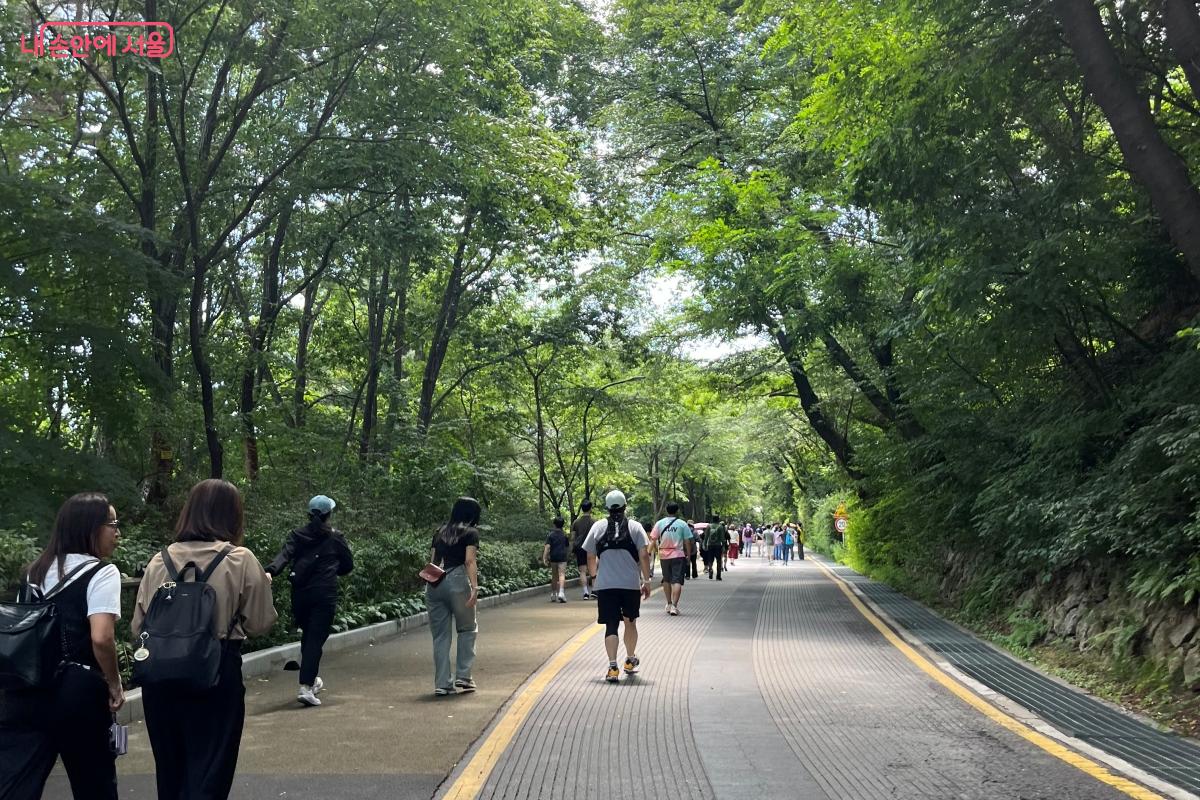 싱그러운 여름, 남산 숲 오르막 코스  ©김연희