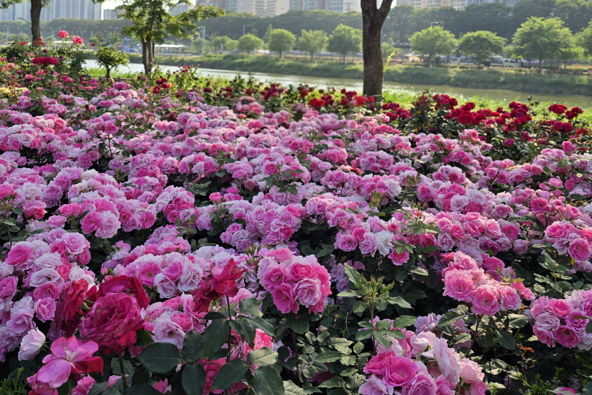 여기도 장미 맛집! 지금 사진 찍기 딱 좋은, 서울 장미정원 두 곳 