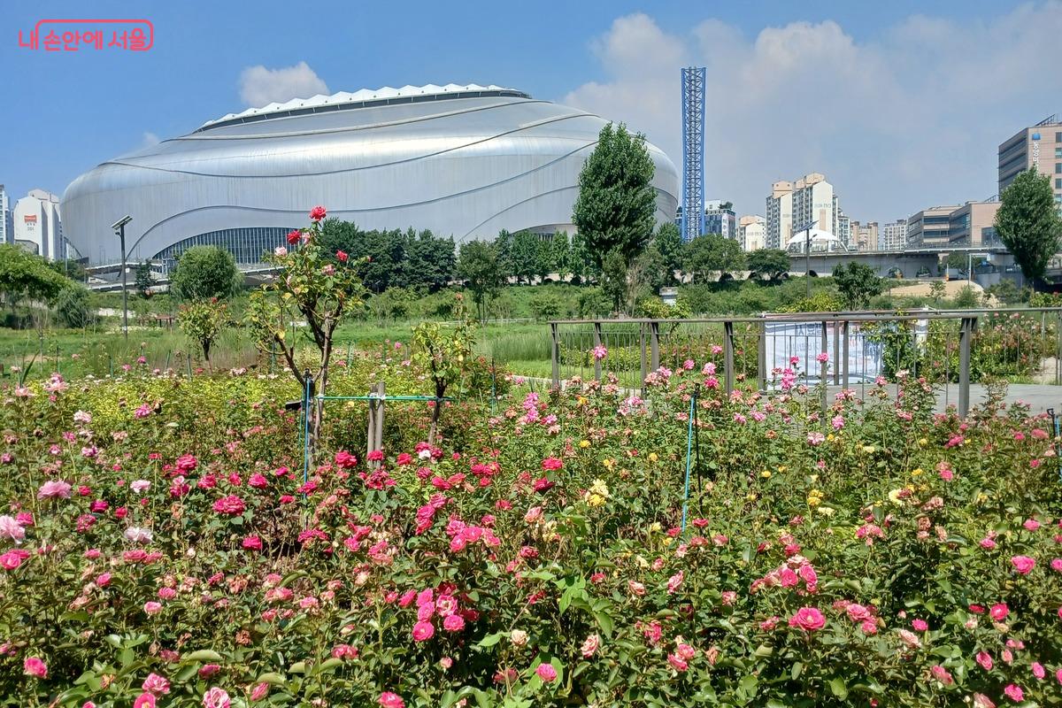 안양천 아래 장미가 예쁘게 심어져 있다. &copy;유지민
