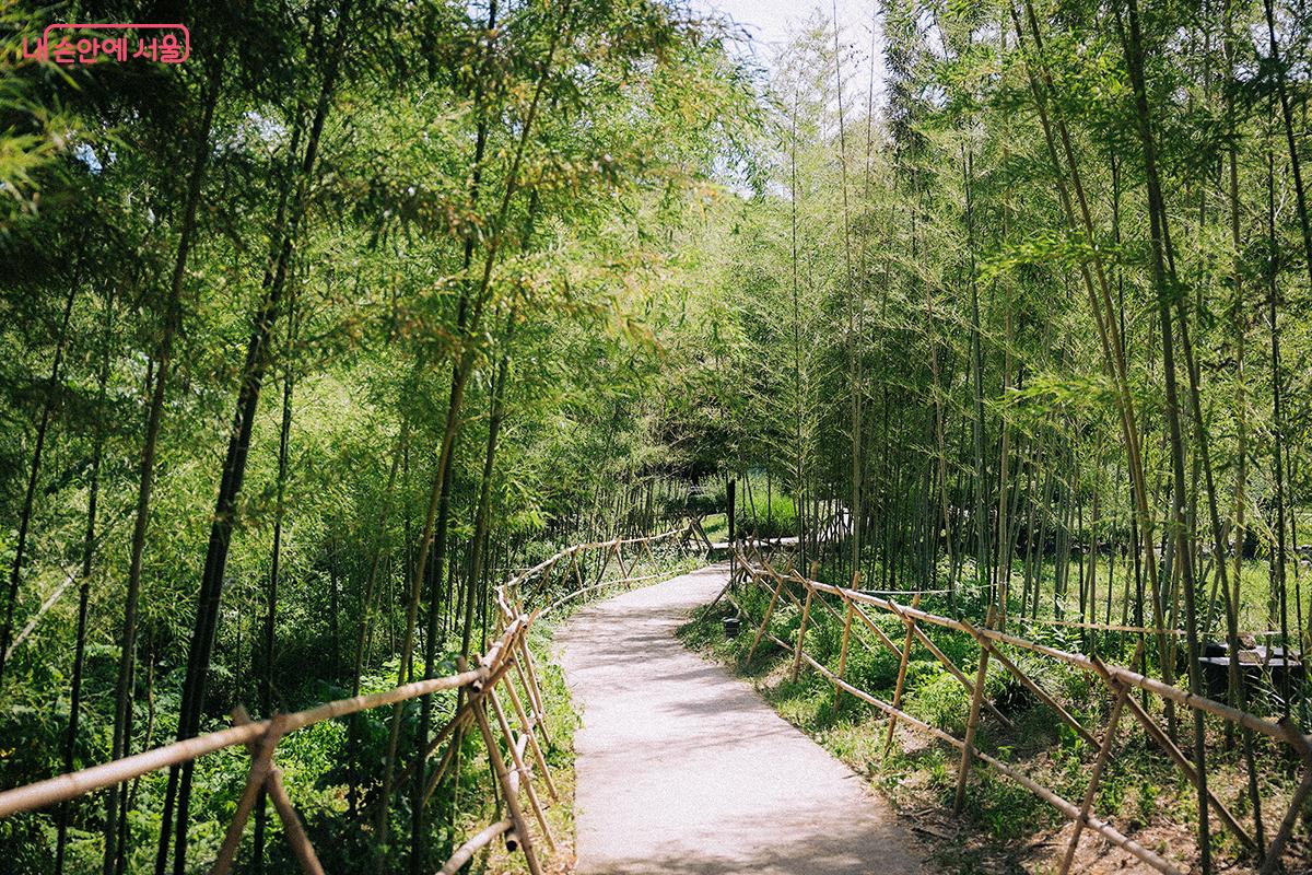 여름날에 시원함을 선사하는 대나무숲 전경 ©김아름
