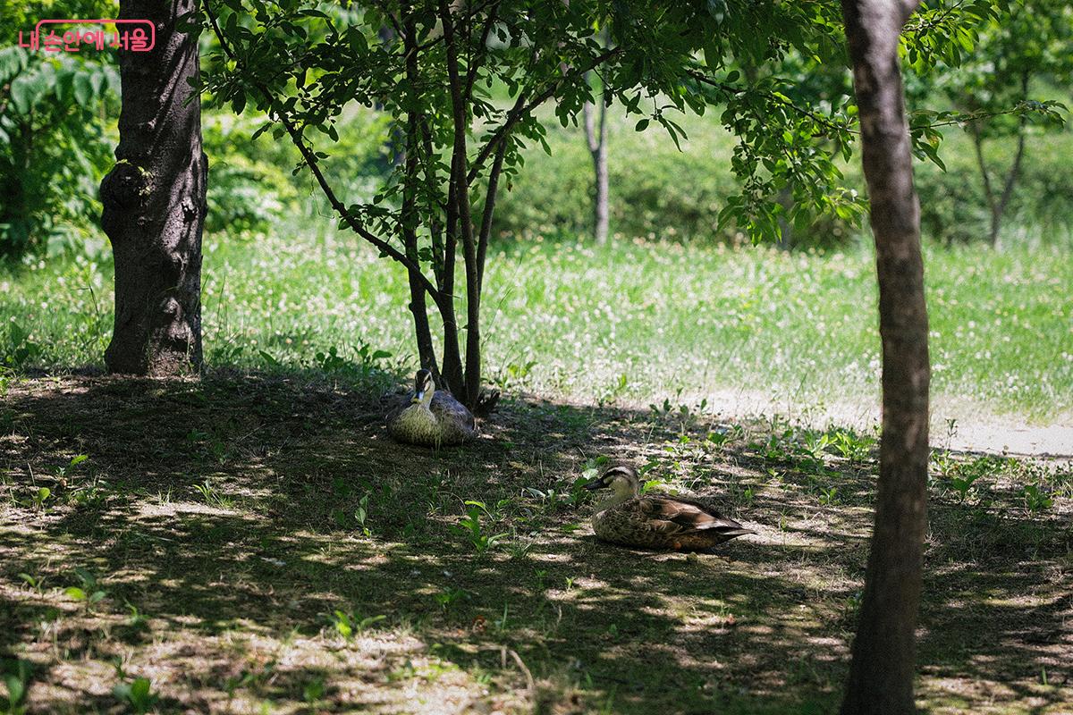 무더위 속 그늘 찾아 쉬고 있는 흰뺨검둥오리 한 쌍 ©김아름