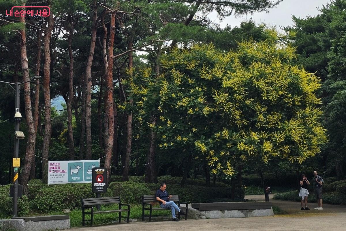 장충단공원 입구 황금빛 꽃으로 빛나는 모감주나무 &copy;최정윤