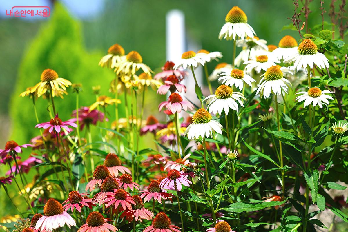 알록달록 피어난 여름꽃 에키나시아 ©김주연