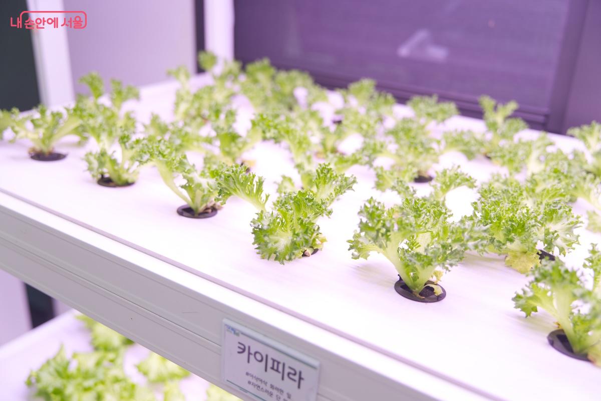 쌈과 햄버거의 재료로 각광받고 있는 카이피라는 부드러운 식감으로 유명하다