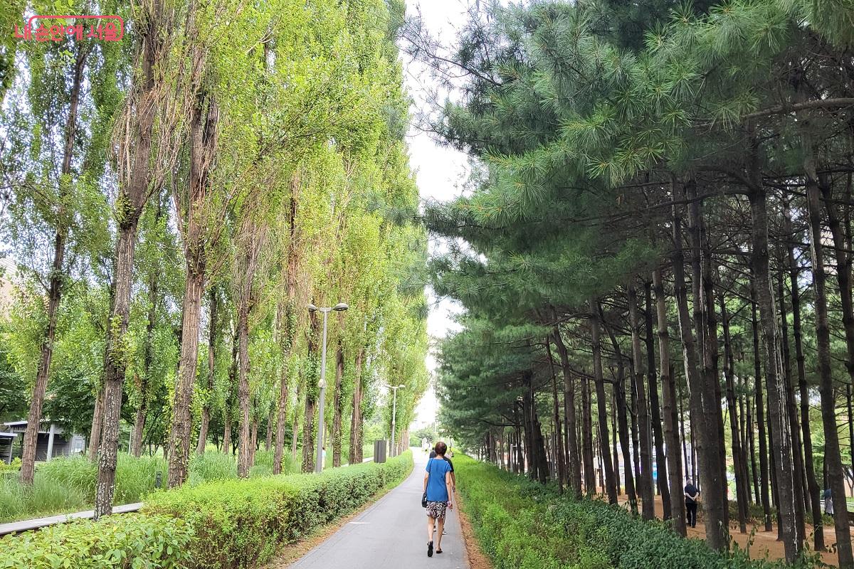 나무 사이로 지나는 바람이 느껴지는 경춘선숲길 미루나무길 ©권수진
