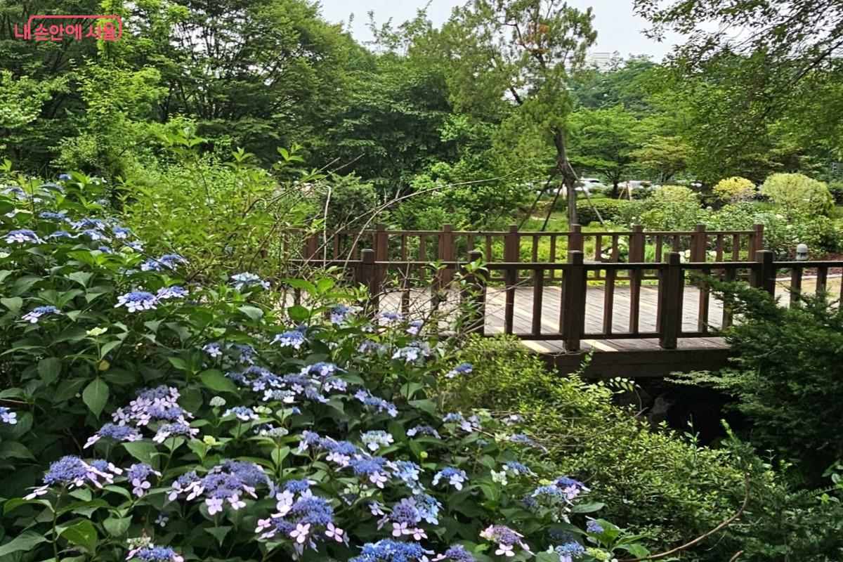 남소문동천 위 보행교 주변으로 산수국 군락지를 볼 수 있다. &copy;최정윤